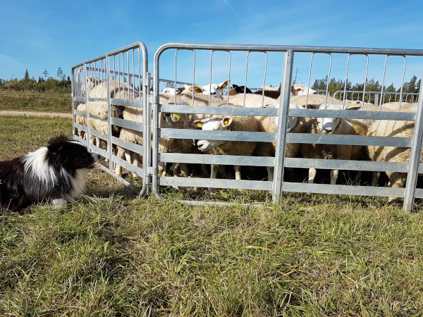 Pix Taevaskoja lammastega