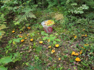 Chanterelles from our garden in Taevaskoja